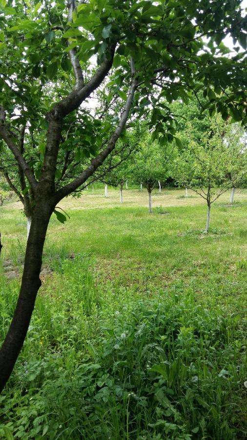 Pensiunea Dodo Patarlagele Dış mekan fotoğraf